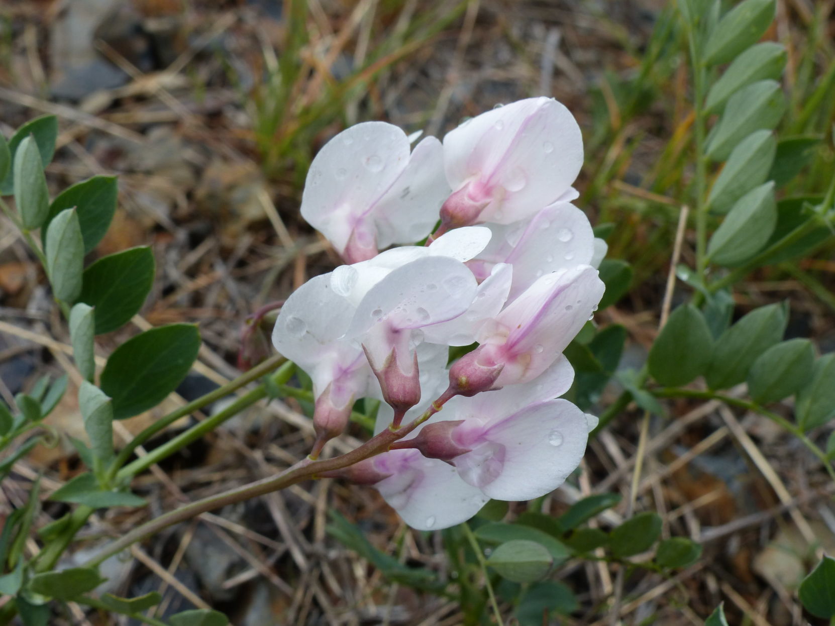 Vetch